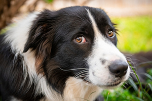 A black and white canine