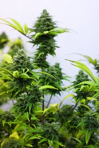 marijuana cultivating