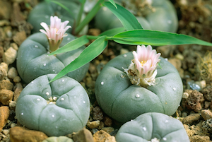 peyote cultivation
